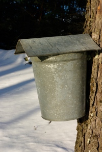 collecting sap the old-fashioned way